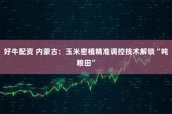 好牛配资 内蒙古：玉米密植精准调控技术解锁“吨粮田”